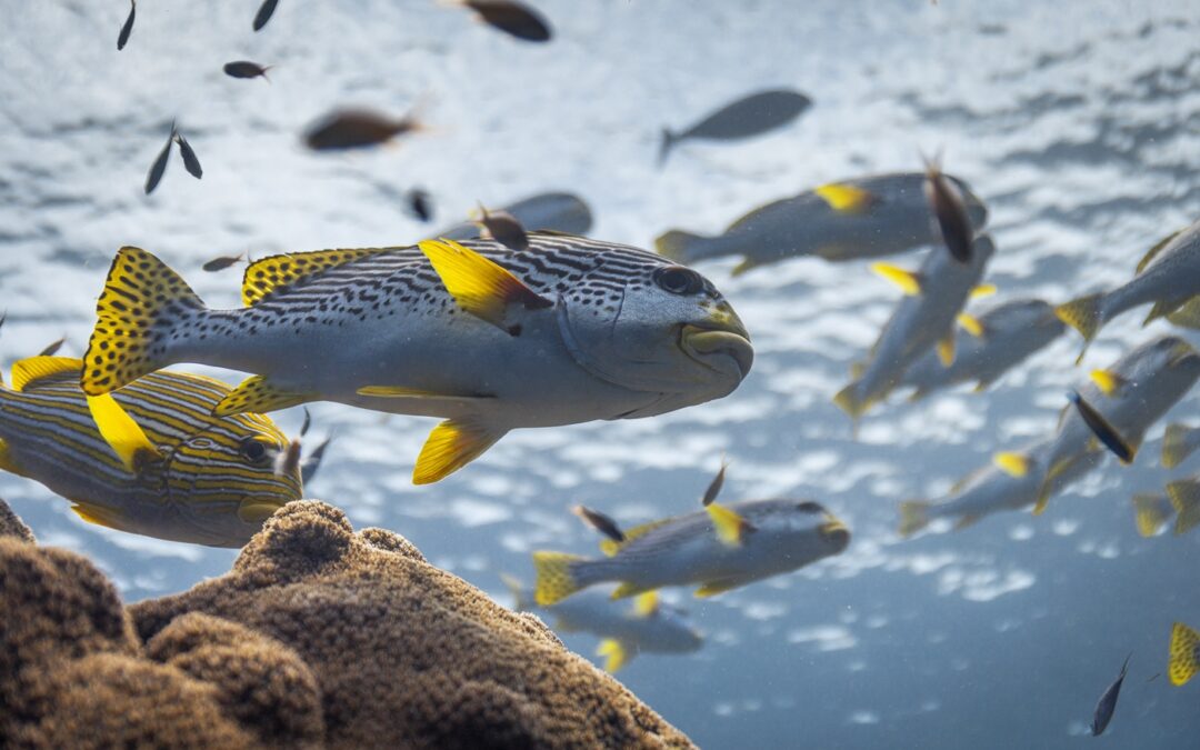 OCEAN with David Attenborough